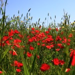 hotel città bella gallipoli fiori salento