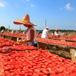 hotel città bella gallipoli i contadini - pomodori rossi