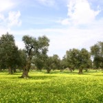 hotel città bella gallipoli il verde salento